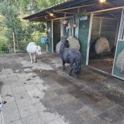 Shetlander en mini stal