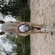 Lieve haflinger merrie van 2 jaar
