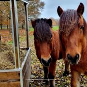 Verzorgster gezocht voor 2 ijslandse ponys in Loenen 18+