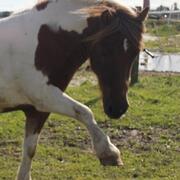Gezocht stalling voor 2,3 of 5 paarden Den Helder e.o.