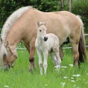 fjordenpaard hengstveulen te koop