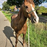 Lieve D pony zoekt nieuw huisje 