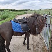 Mooie zwarte falabella hengst