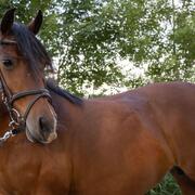 Lieve merrie zoekt een fijne stal 