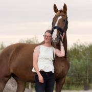 Knappe 8 jarige KWPN tuigmerrie. 167cm