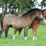 Welsh secie A hengst veulen