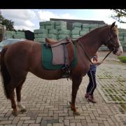 Baloun Dressuur zadel