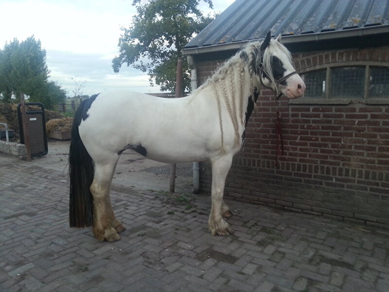 Afbeelding
