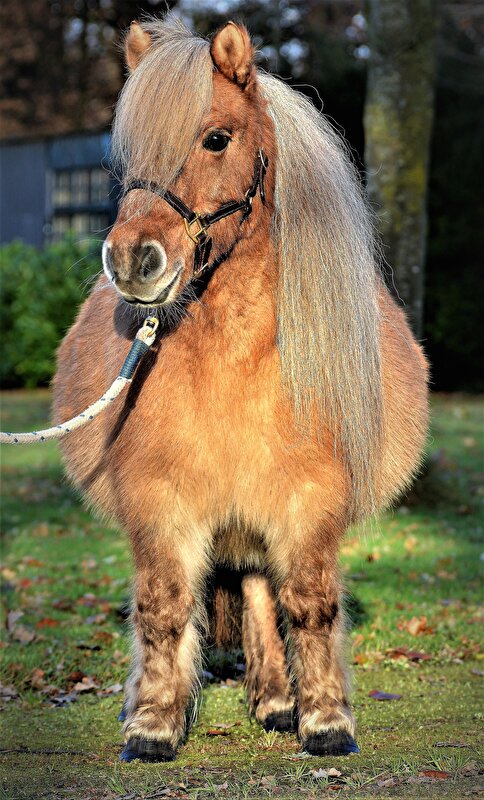 Afbeelding