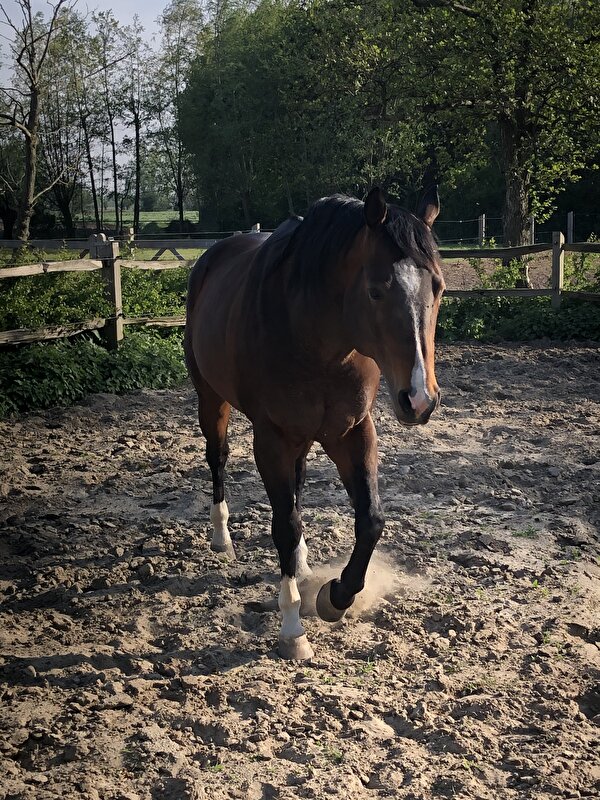 Afbeelding