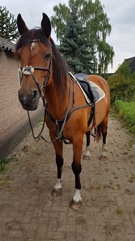 Afbeelding