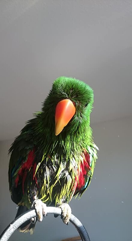 Afbeelding