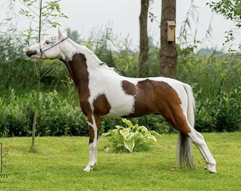 Afbeelding