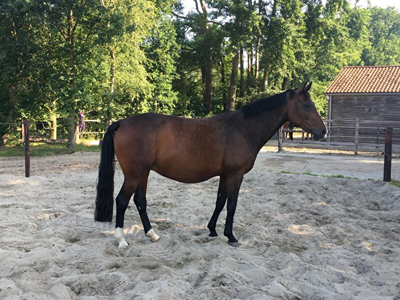 Afbeelding