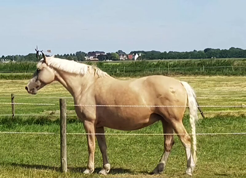 Frederiksborger x Duitse Rijpony 2.0 • Bokt.nl