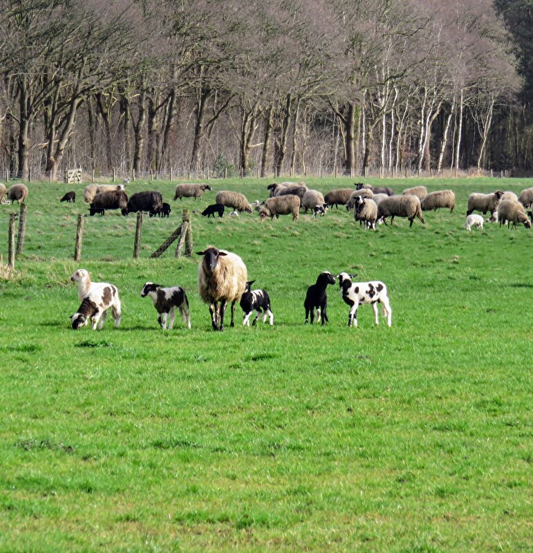 Afbeelding