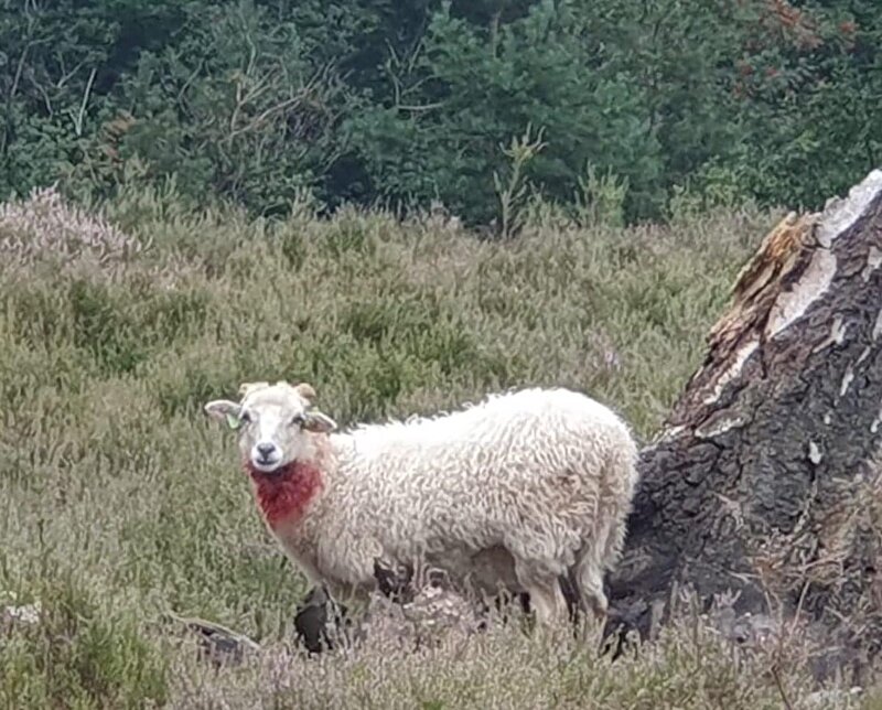 Afbeelding