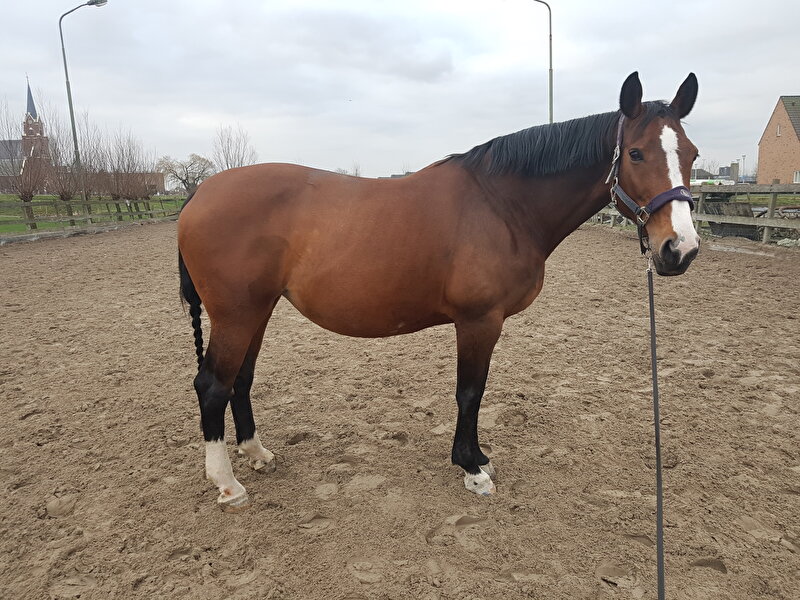 Afbeelding