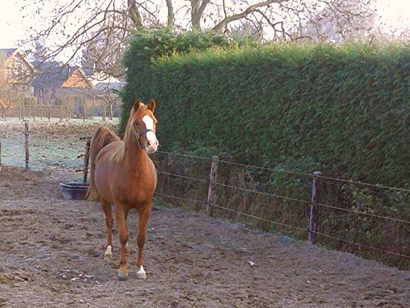 Afbeelding