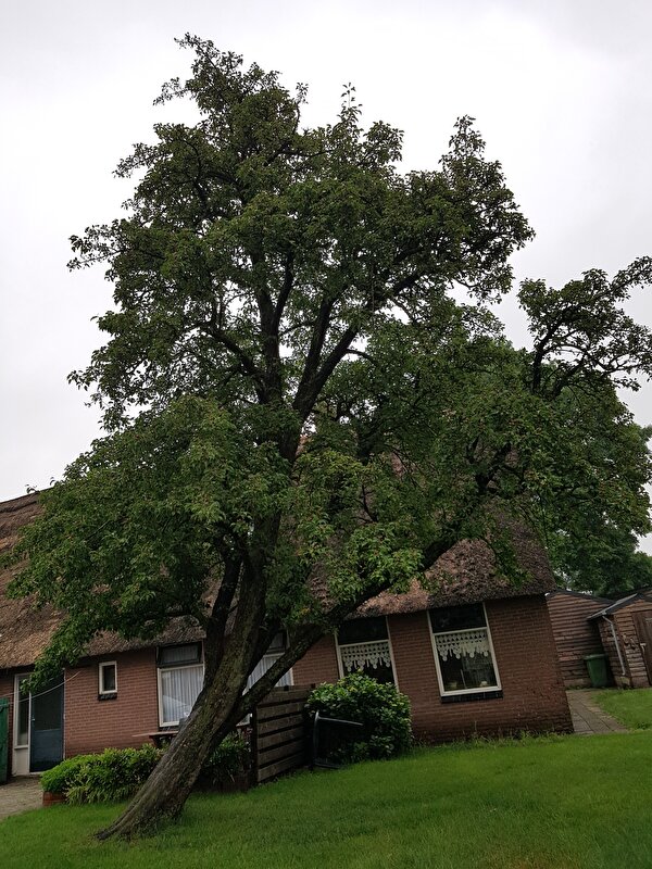 Afbeelding