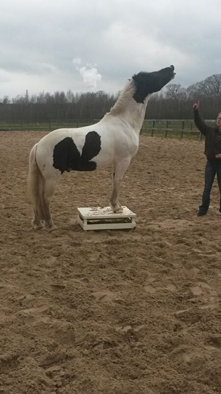 Afbeelding
