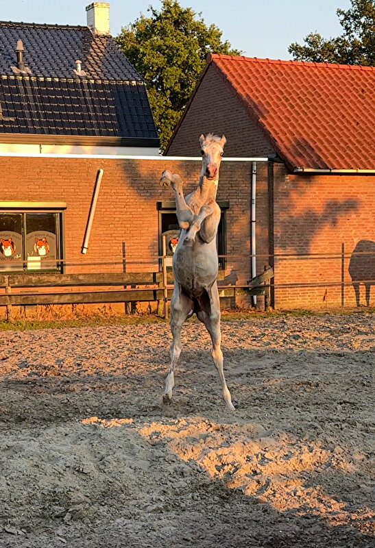 Afbeelding