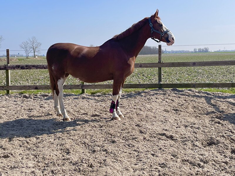 Afbeelding