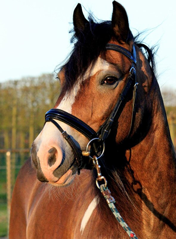Afbeelding