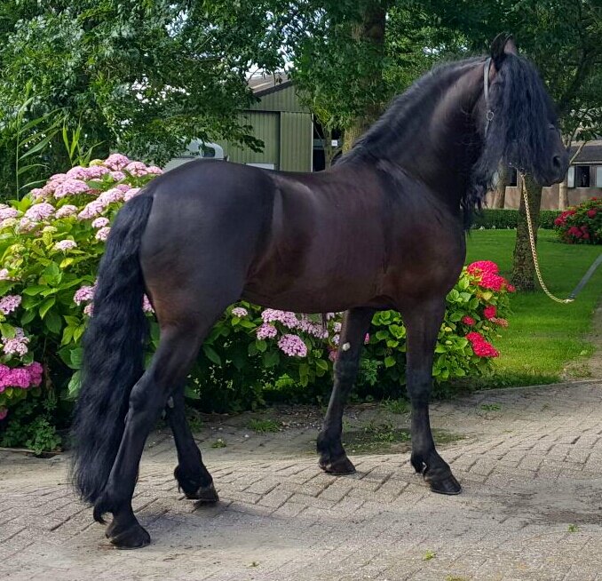 Afbeelding