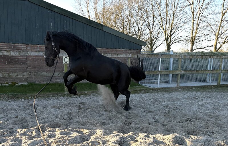 Afbeelding