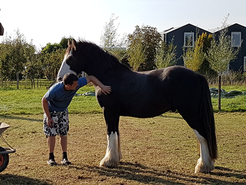 Afbeelding