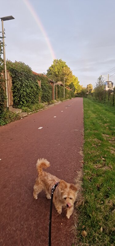 Afbeelding
