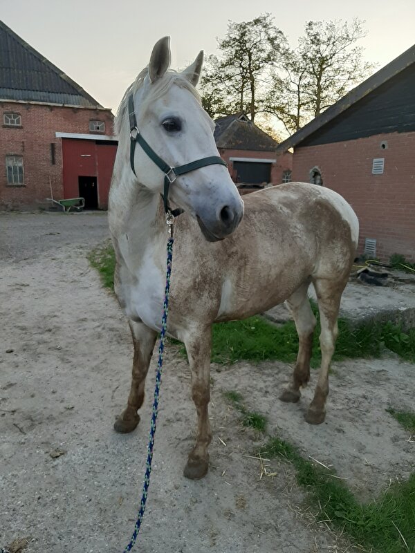 Afbeelding