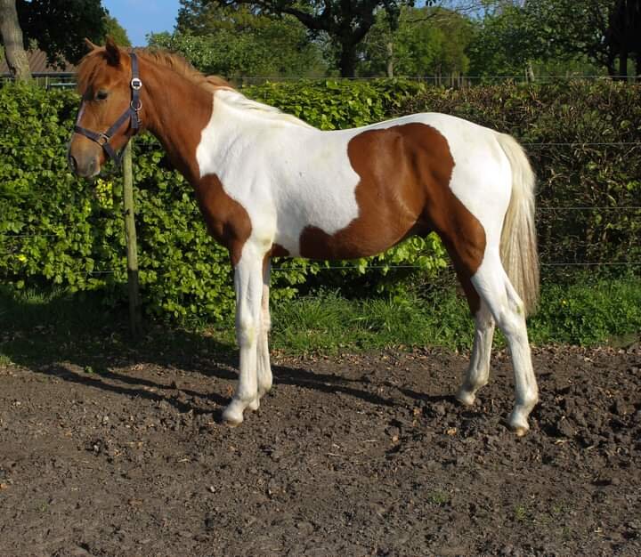 Afbeelding