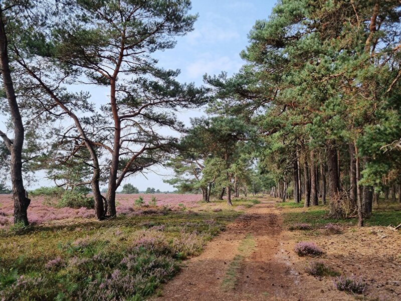 Afbeelding