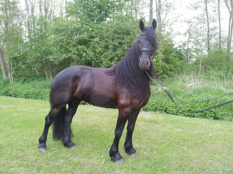 Afbeelding