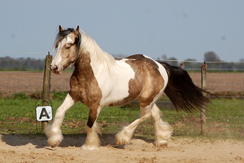 Afbeelding