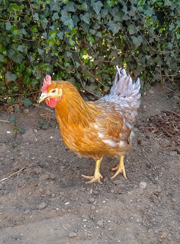 Afbeelding