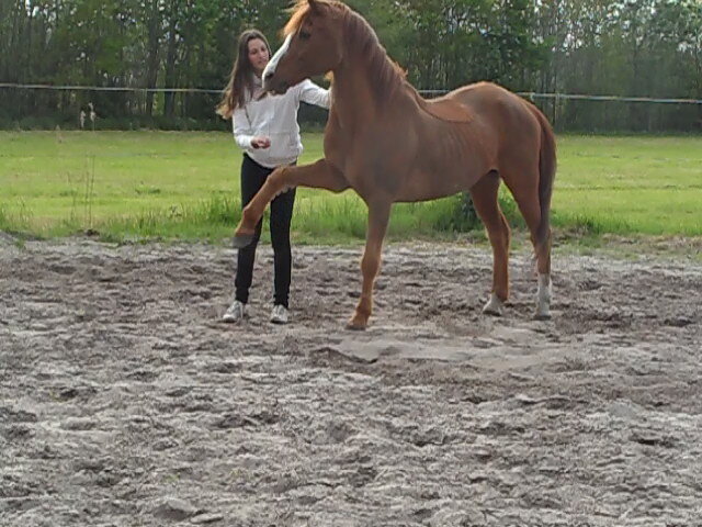 Afbeelding