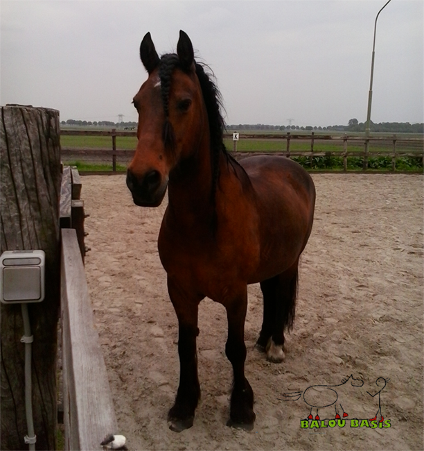 Afbeelding