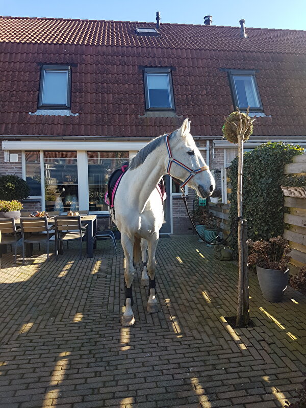 Afbeelding