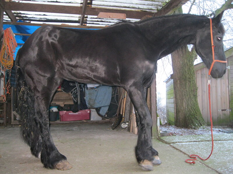 Afbeelding
