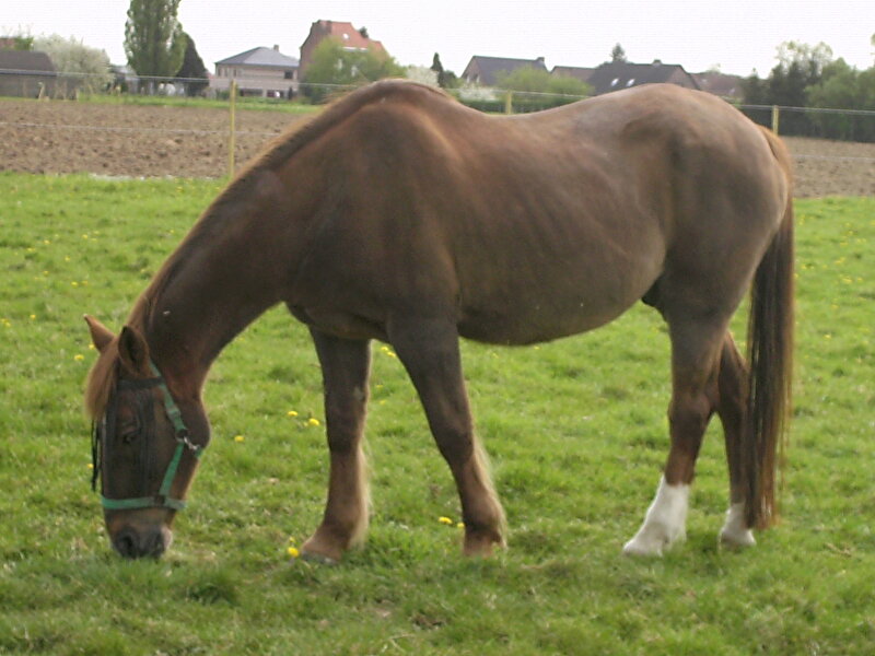 Afbeelding