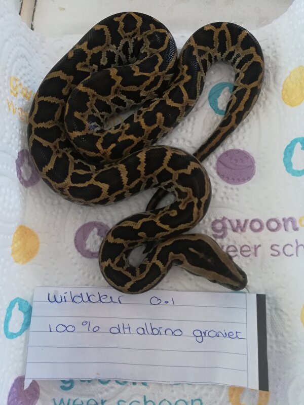 Afbeelding