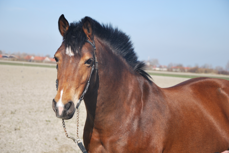 Afbeelding
