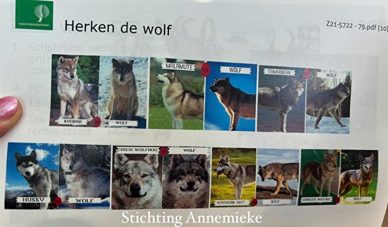 Afbeelding