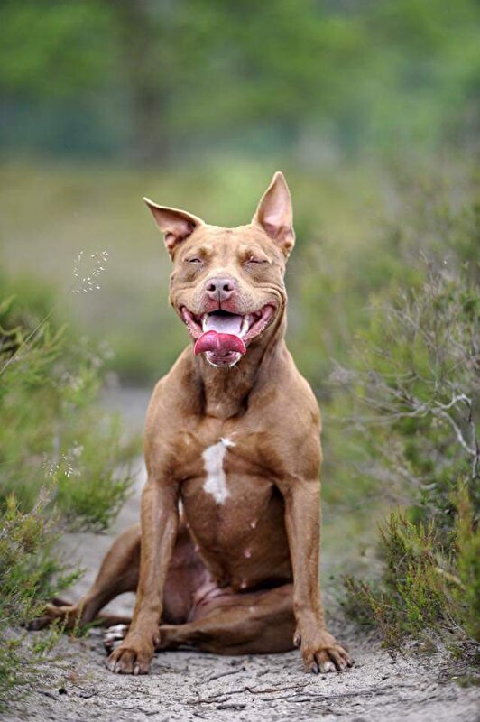 Hond Met Gecoupeerde Oren Bokt Nl