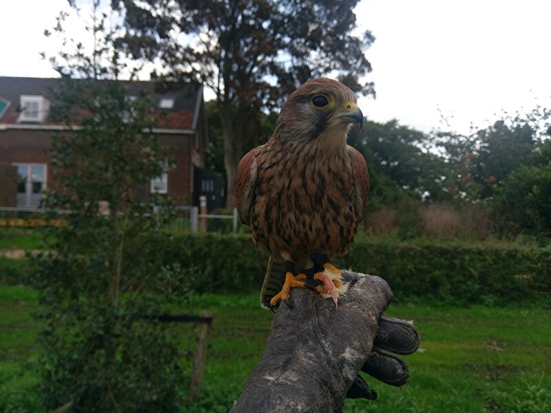Afbeelding