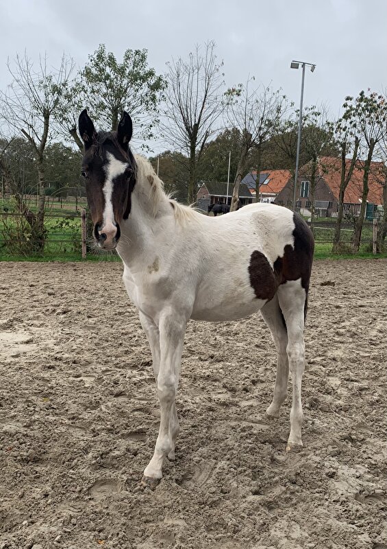 Afbeelding
