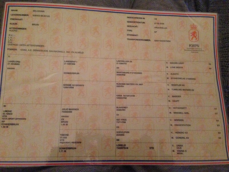 Advies hengst voor Landlord x Julio Mariner merrie • Bokt.nl